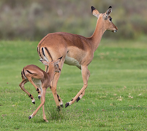 Impala female with lamb